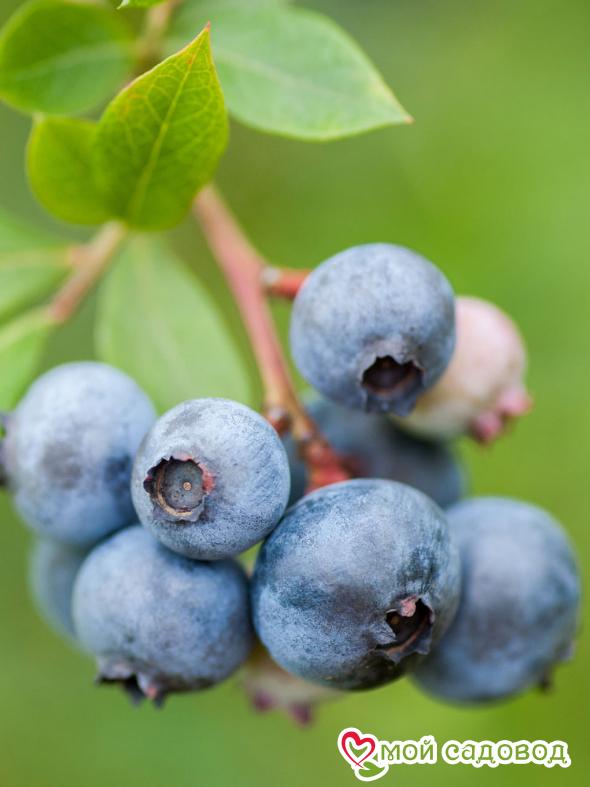 Голубика Дюк